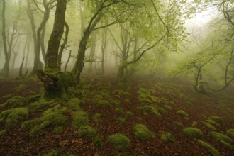 Enchanting magic forest scene with lush green trees and a moss covered ground in the Pyrenees. The