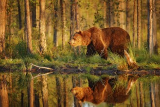 Sunset, morning light with big brown bear walking around lake in the morning light. Dangerous