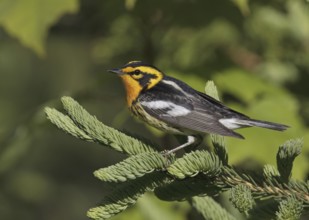 Blackburnian Warbler (Setophaga fusca) male, Maine, USA