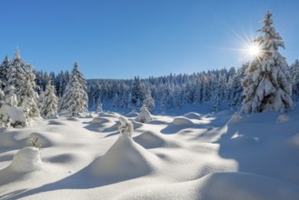 Untouched winter landscape with deep snow-covered forest in the Harz National Park, the sun shining