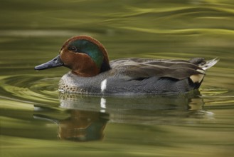Green-winged Teal (Anas carolinensis) male, Arizona, USA