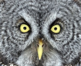 Great Gray Owl, Strix nebulosa, near Hudson Bay, Saskatchewan, Canada