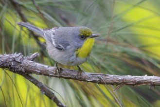 Olive-capped Warbler (Dendroica pityophila) perched on a branch in Cuba