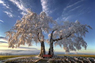 Germany, Upper Franconia, Presseck, cold perennial, a pair of beech trees, beech, two beech trees,