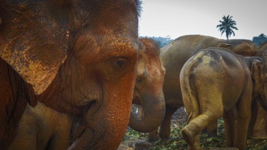 Group of Asian elephants (elephas maximus) in front of palm trees in a natural environment,