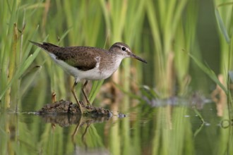 Common Sandpiper (Actitis hypoleucos)