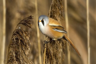 Bearded tit sitting on reed stalk, (Panurus biarmicus), Federsee lake, Baden-Württemberg, Federal