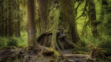USA, Oregon, Hoh Rain Forset, Olympic National Park, Hoh Rain Forest, Oregon, USA