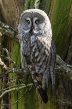 Bearded owl (Strix nebulosa), animal portrait, France