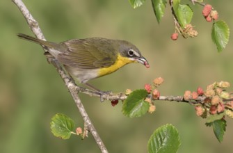 Yellow-breasted Chat (Icteria virens) feeding on red berries, Texas, USA