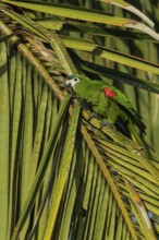 Red-shouldered Macaw (Diopsittaca nobilis) perched on a branch in the rainforest of Guyana