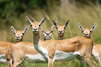 Multiple blackbucks, Antilope cervicapra, stand attentively in a lush green field, their