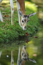 A curious antelope looks into a river, on a grassy bank full of leaves, damagazelle (Nanger dama)