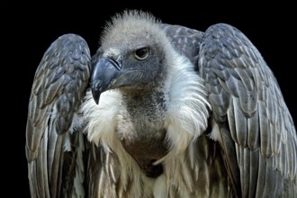 Animals, birds, vultures, white-backed vulture, (Gyps africanus), portrait