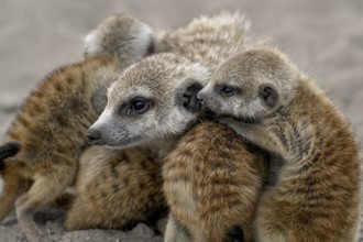 Meerkat or Suricata (Suricata suricatta), mother with young, Makgadikgadi Salt Pans, Makgadikgadi