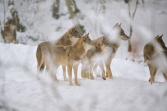 Five wolves standing close together in the snow of the forest, alert and attentive, Winter, Wolf