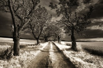 Landscape with cherry avenue, near Blankenburg, Harz district, Saxony-Anhalt, Germany