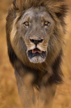 African lion, male. Botswana wildlife. Lion, slose-up detail portrait. Animal in fire burnt place,
