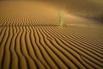 Sand dunes, sunset, near Merzouga, Meknès-Tafilalet region, Erg Chebbi, northern Sahara, Morocco