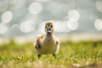 Egyptian goose (Alopochen aegyptiaca) cute chick on a meadow at the shore of a lake, Bavaria,