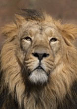 Asiatic Lion (Panthera leo persica), male, portrait, occurring in India, captive