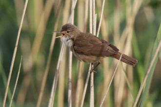 Eurasian Reed Warbler (Acrocephalus scirpaceus) singing, North Rhine-Westphalia, Germany