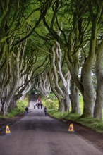Tourist group, walker, no stopping, famous beech avenue, The Dark Hedges, tunnel avenue,