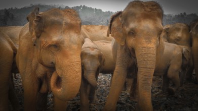 Herd of Asian elephants (elephas maximus) standing peacefully together in a wooded area, Pinnawela