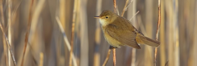Reed Warbler, subspecies scirpaceus, (Acrocephalus scirpaceus scirpaceus), (Acrocephalus
