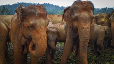 Group of Asian elephants (elephas maximus) in a forested area with dense vegetation, Pinnawela