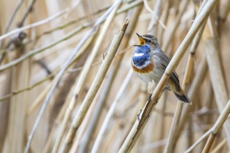 Bluethroat (Luscinia svecica cyanecula) ml Germany