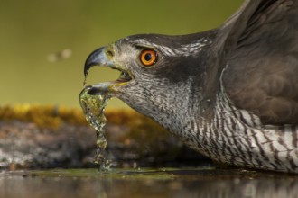 Northern Goshawk (Accipiter gentilis) drinking at a waterhole, Subotica, Serbia