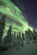 Northern lights over winter landscape, snow-covered trees, Riisitunturi National Park, Posio,