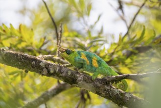 Three-horned chameleon (Trioceros jacksonii), male, between leaves on a branch, Bwindi Impenetrable