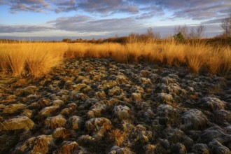 Wide, wintry Goldenstedt moor with pipe grass in the evening light, Goldenstedt, Lower Saxony,