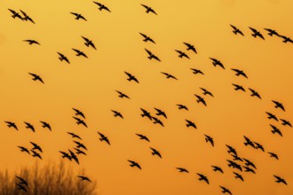 European starling murmuration, large flock of common starlings (Sturnus vulgaris) in flight