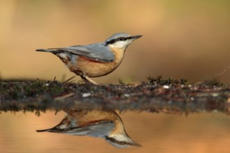 Eurasian Nuthatch (Sitta europaea), Utrecht, Netherlands