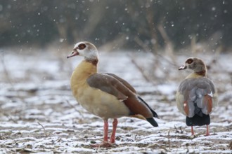Egyptian Goose (Alopochen aegyptiaca) pair, North Rhine-Westphalia, Germany