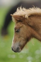 Profile view of a young horse with a curly mane against a green background, Welsh pony, Bavaria