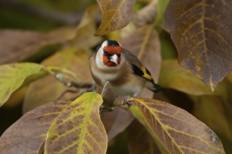 European goldfinch (Carduelis carduelis) adult garden bird in a Magnolia tree with autumn colour