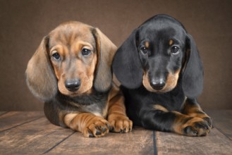 A pair of small dachshund puppies sits on a dark background, exuding cuteness and charm. Their