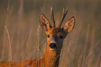 Roe deer (Capreolus capreoöus) Buck Germany