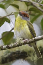 Rufous-browed Peppershrike (Cyclarhis gujanensis) perched on a branch in Costa Rica