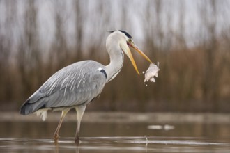 Grey Heron (Ardea cinerea) with fish prey in beak, Pusztaszer, Hungary