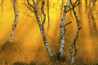 Birches (Betula) in the fog at dawn in the Molberger Dose, moor, raised bog, Molbergen, Lower