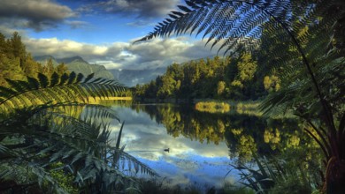 New Zealand, South Island, lake, Lake Mathieson, ferns, landscape, waters, New Zealand