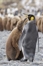 King Penguin (Aptenodytes patagonicus) perched on a rocky beach on South Georgia Island