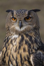 Portrait of an Eurasian Eagle Owl, Bubo bubo