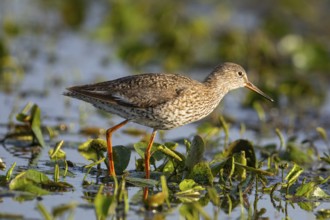 Spotted Redshank (Tringa erythropus) Hungary