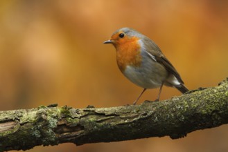European Robin (Erithacus rubecula), Utrecht, Netherlands